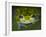 Close-up of single glass frog, Sarapiqui, Costa Rica-Panoramic Images-Framed Photographic Print