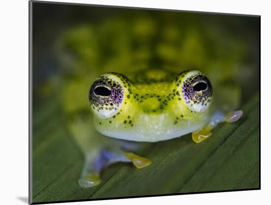 Close-up of single glass frog, Sarapiqui, Costa Rica-Panoramic Images-Mounted Photographic Print