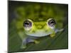 Close-up of single glass frog, Sarapiqui, Costa Rica-Panoramic Images-Mounted Photographic Print