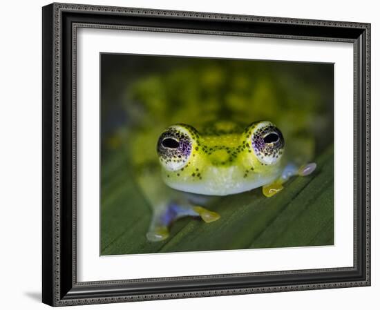 Close-up of single glass frog, Sarapiqui, Costa Rica-Panoramic Images-Framed Photographic Print