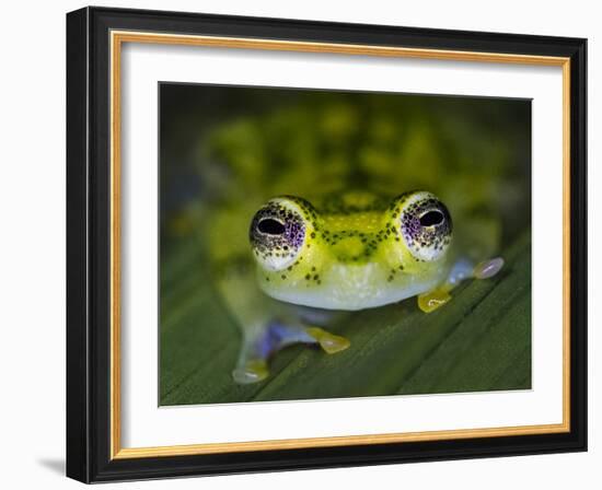 Close-up of single glass frog, Sarapiqui, Costa Rica-Panoramic Images-Framed Photographic Print