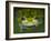 Close-up of single glass frog, Sarapiqui, Costa Rica-Panoramic Images-Framed Photographic Print