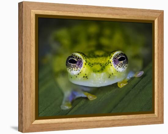 Close-up of single glass frog, Sarapiqui, Costa Rica-Panoramic Images-Framed Premier Image Canvas