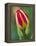 Close-Up of Single Tulip Flower with Buds, Ohio, USA-Nancy Rotenberg-Framed Premier Image Canvas