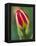 Close-Up of Single Tulip Flower with Buds, Ohio, USA-Nancy Rotenberg-Framed Premier Image Canvas