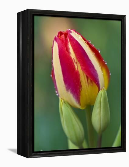 Close-Up of Single Tulip Flower with Buds, Ohio, USA-Nancy Rotenberg-Framed Premier Image Canvas