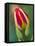 Close-Up of Single Tulip Flower with Buds, Ohio, USA-Nancy Rotenberg-Framed Premier Image Canvas