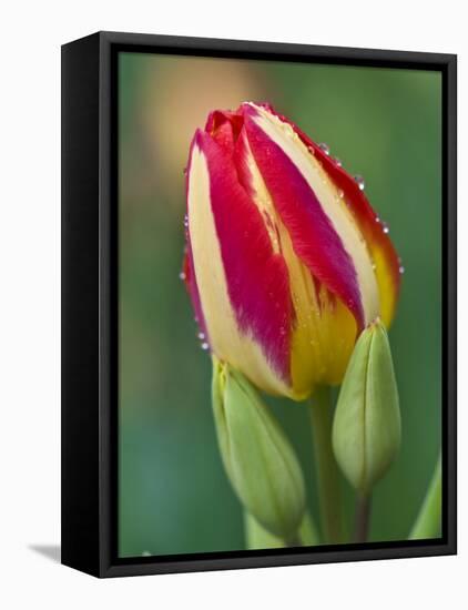 Close-Up of Single Tulip Flower with Buds, Ohio, USA-Nancy Rotenberg-Framed Premier Image Canvas