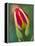 Close-Up of Single Tulip Flower with Buds, Ohio, USA-Nancy Rotenberg-Framed Premier Image Canvas