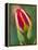 Close-Up of Single Tulip Flower with Buds, Ohio, USA-Nancy Rotenberg-Framed Premier Image Canvas