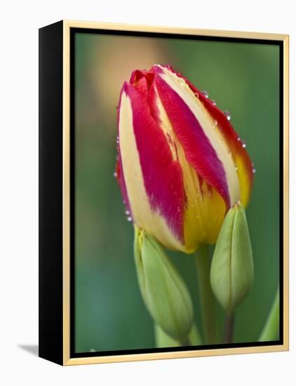 Close-Up of Single Tulip Flower with Buds, Ohio, USA-Nancy Rotenberg-Framed Premier Image Canvas