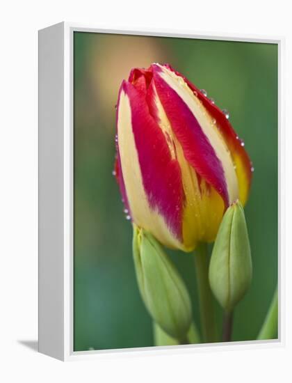 Close-Up of Single Tulip Flower with Buds, Ohio, USA-Nancy Rotenberg-Framed Premier Image Canvas
