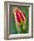 Close-Up of Single Tulip Flower with Buds, Ohio, USA-Nancy Rotenberg-Framed Photographic Print