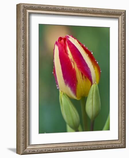 Close-Up of Single Tulip Flower with Buds, Ohio, USA-Nancy Rotenberg-Framed Photographic Print