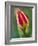 Close-Up of Single Tulip Flower with Buds, Ohio, USA-Nancy Rotenberg-Framed Photographic Print