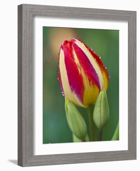 Close-Up of Single Tulip Flower with Buds, Ohio, USA-Nancy Rotenberg-Framed Photographic Print