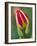 Close-Up of Single Tulip Flower with Buds, Ohio, USA-Nancy Rotenberg-Framed Photographic Print