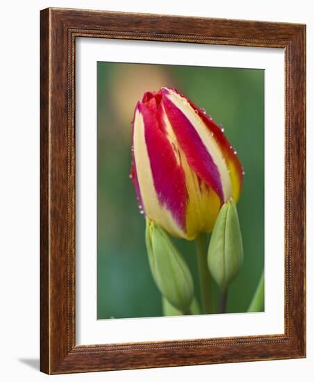 Close-Up of Single Tulip Flower with Buds, Ohio, USA-Nancy Rotenberg-Framed Photographic Print