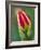 Close-Up of Single Tulip Flower with Buds, Ohio, USA-Nancy Rotenberg-Framed Photographic Print