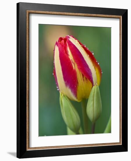 Close-Up of Single Tulip Flower with Buds, Ohio, USA-Nancy Rotenberg-Framed Photographic Print