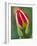 Close-Up of Single Tulip Flower with Buds, Ohio, USA-Nancy Rotenberg-Framed Photographic Print