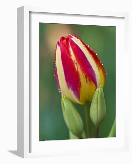 Close-Up of Single Tulip Flower with Buds, Ohio, USA-Nancy Rotenberg-Framed Photographic Print