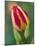 Close-Up of Single Tulip Flower with Buds, Ohio, USA-Nancy Rotenberg-Mounted Photographic Print