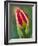 Close-Up of Single Tulip Flower with Buds, Ohio, USA-Nancy Rotenberg-Framed Photographic Print