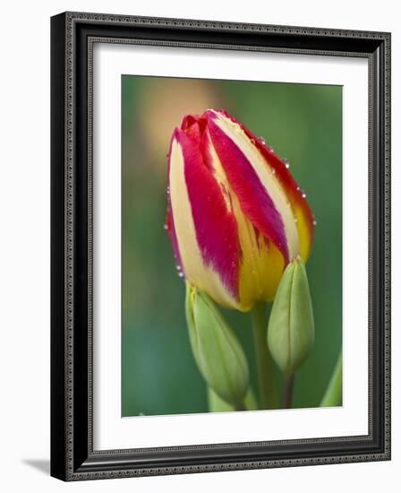 Close-Up of Single Tulip Flower with Buds, Ohio, USA-Nancy Rotenberg-Framed Photographic Print