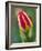 Close-Up of Single Tulip Flower with Buds, Ohio, USA-Nancy Rotenberg-Framed Photographic Print