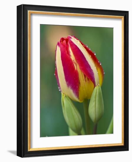 Close-Up of Single Tulip Flower with Buds, Ohio, USA-Nancy Rotenberg-Framed Photographic Print