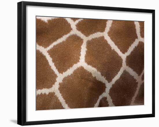 Close-Up of Skin of a Reticulated Giraffe (Giraffa Camelopardalis Reticulata), in Captivity, Africa-Ann & Steve Toon-Framed Photographic Print