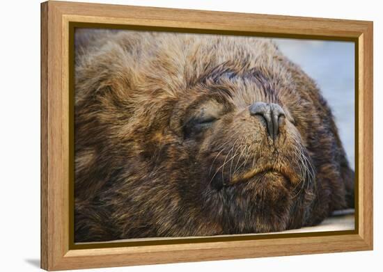 Close-Up of Sleeping Fur Seal-Jon Hicks-Framed Premier Image Canvas