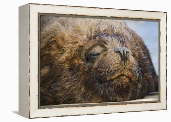 Close-Up of Sleeping Fur Seal-Jon Hicks-Framed Premier Image Canvas