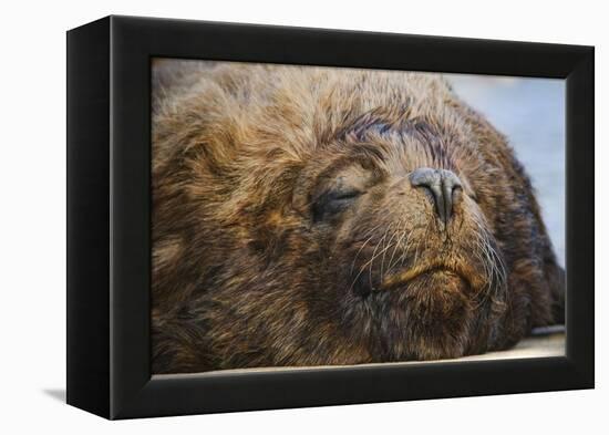 Close-Up of Sleeping Fur Seal-Jon Hicks-Framed Premier Image Canvas