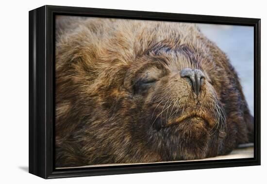 Close-Up of Sleeping Fur Seal-Jon Hicks-Framed Premier Image Canvas