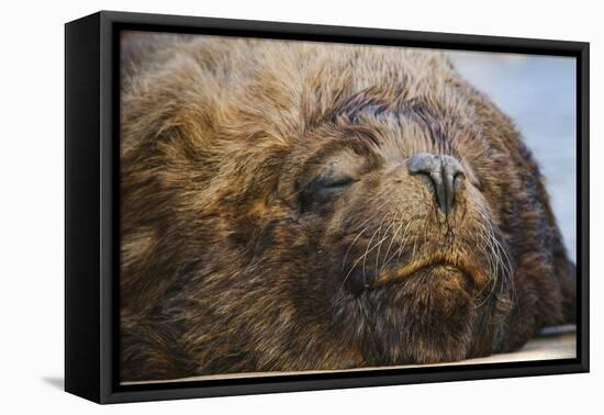 Close-Up of Sleeping Fur Seal-Jon Hicks-Framed Premier Image Canvas