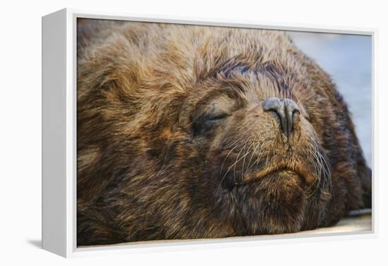 Close-Up of Sleeping Fur Seal-Jon Hicks-Framed Premier Image Canvas