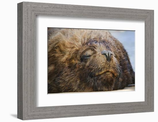 Close-Up of Sleeping Fur Seal-Jon Hicks-Framed Photographic Print