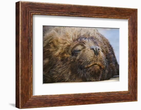 Close-Up of Sleeping Fur Seal-Jon Hicks-Framed Photographic Print