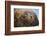 Close-Up of Sleeping Fur Seal-Jon Hicks-Framed Photographic Print