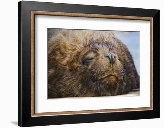 Close-Up of Sleeping Fur Seal-Jon Hicks-Framed Photographic Print