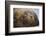 Close-Up of Sleeping Fur Seal-Jon Hicks-Framed Photographic Print