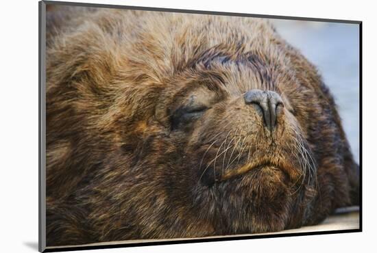 Close-Up of Sleeping Fur Seal-Jon Hicks-Mounted Photographic Print