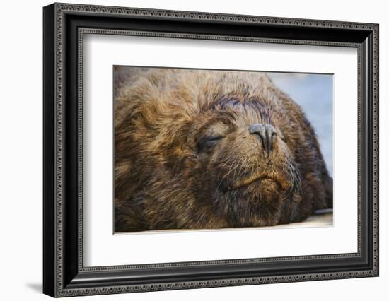 Close-Up of Sleeping Fur Seal-Jon Hicks-Framed Photographic Print