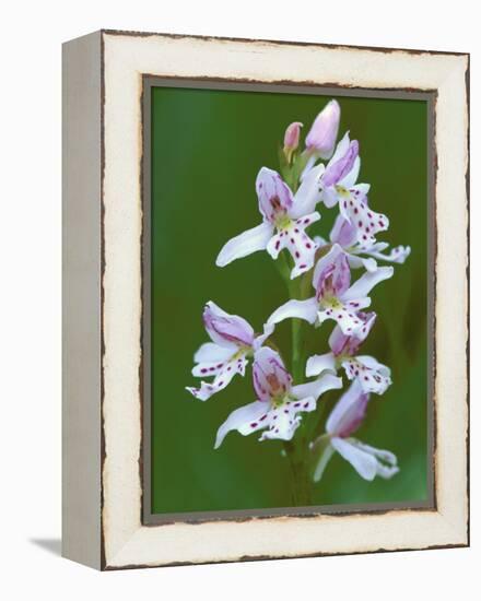 Close-up of Small Round-Leafed Orchis Orchids in Springtime, Upper Peninsula, Michigan, USA-Mark Carlson-Framed Premier Image Canvas