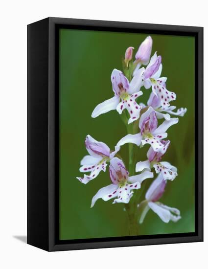 Close-up of Small Round-Leafed Orchis Orchids in Springtime, Upper Peninsula, Michigan, USA-Mark Carlson-Framed Premier Image Canvas