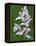 Close-up of Small Round-Leafed Orchis Orchids in Springtime, Upper Peninsula, Michigan, USA-Mark Carlson-Framed Premier Image Canvas