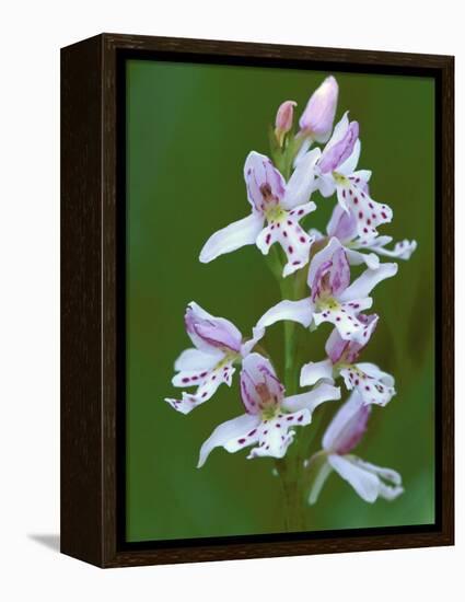 Close-up of Small Round-Leafed Orchis Orchids in Springtime, Upper Peninsula, Michigan, USA-Mark Carlson-Framed Premier Image Canvas