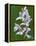 Close-up of Small Round-Leafed Orchis Orchids in Springtime, Upper Peninsula, Michigan, USA-Mark Carlson-Framed Premier Image Canvas